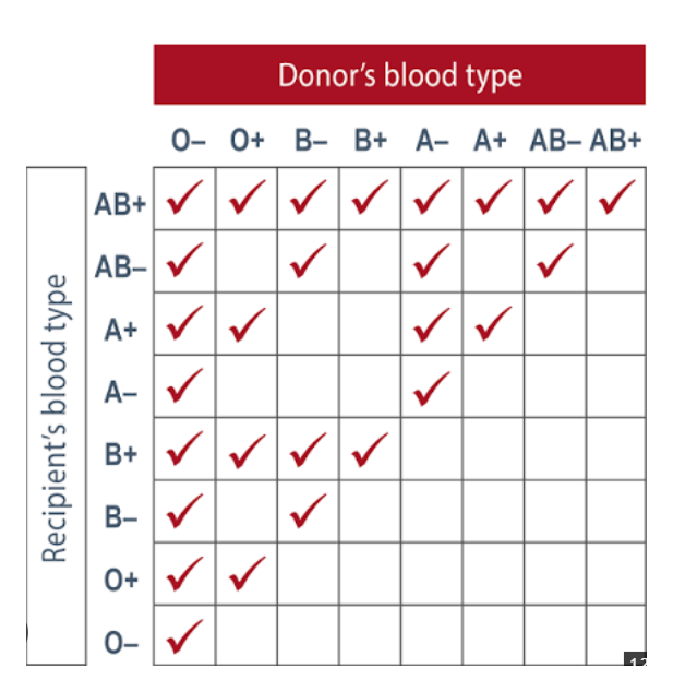 Standard Human Blood Group Compatibility Chart - 8x8 Donor vs Recipient matrix with safe transfusion checkmarks